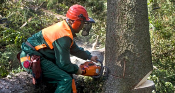 This is a photo of a tree being cut down in Stafford. All works are being undertaken by The Tree Surgeon Stafford