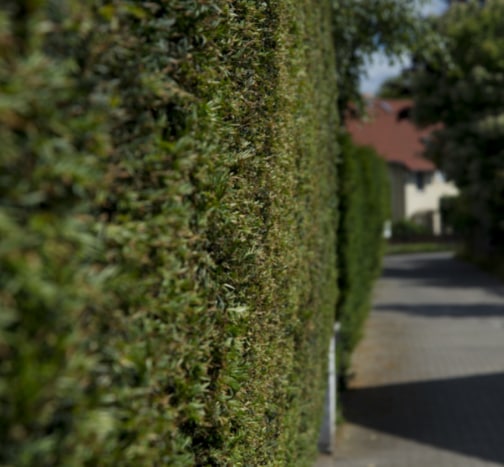 This is a photo of a hedge that has just been cut in Stafford. All works are being undertaken by The Tree Surgeon Stafford