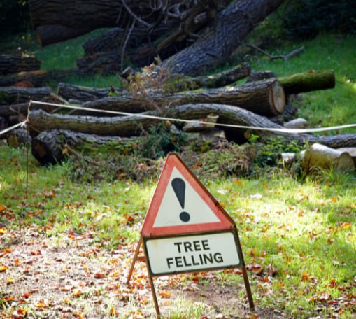 This is a photo of tree felling being carried out in Stafford. All works are being undertaken by The Tree Surgeon Stafford