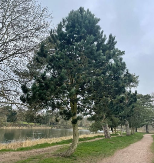 This is a photo of a Tree in Stafford that has recently had crown reduction carried out. Works were undertaken by The Tree Surgeon Stafford