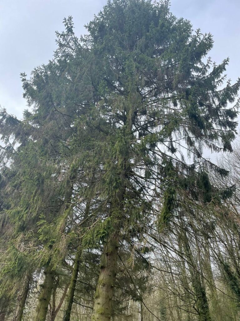 This is a photo of tree felling being crowned in Stafford. All works are being undertaken by The Tree Surgeon Stafford